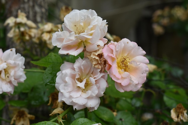 Natur Nahaufnahme einer weißen Rose