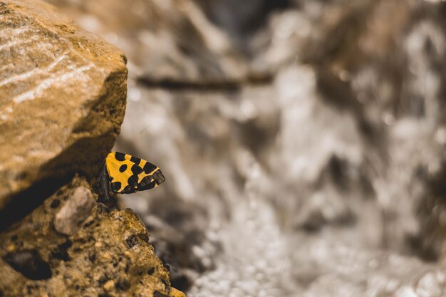 Natur Schmetterling natürliche Insekten Montaa grüner Berg