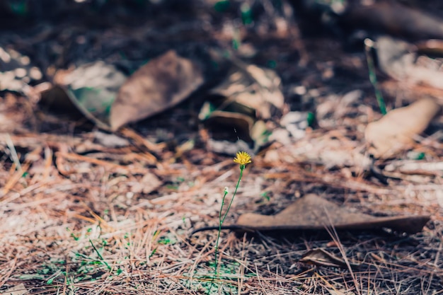 Natur Schönheit Hintergrund Kopieren Sie Platz Vintage Blur-Effekt dunkle hellblaue braune graue Farbe Nahaufnahme Trockene Blätter Gras Fichte Kiefernnadel fallen auf die Bodenoberfläche Waldflora Einfache Herbsttag-Romantik