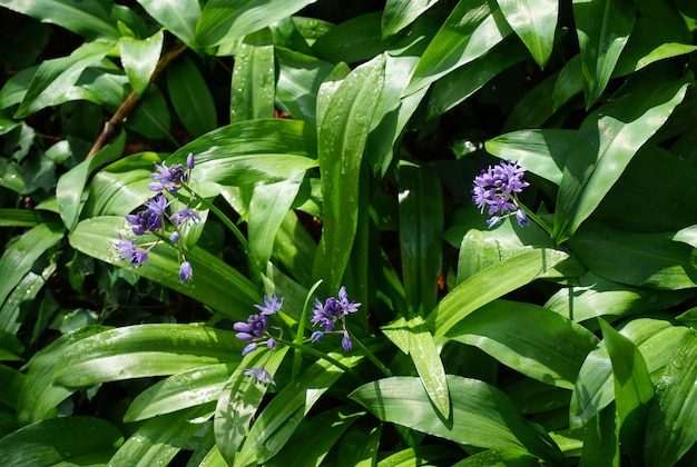 Foto natur und blumen