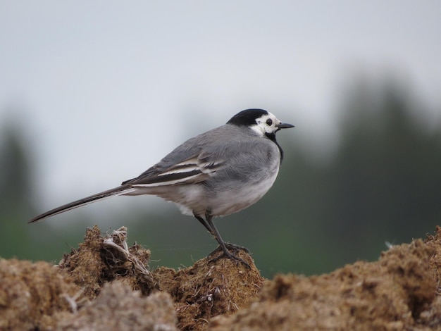 Natur und erstaunlich schöner Vogel