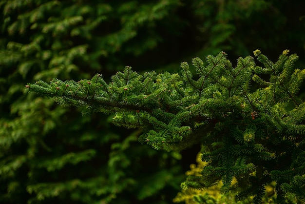 Natur- und Sommerlandschaftschöner Hintergrund für Bildschirmschoner oder Postkarte