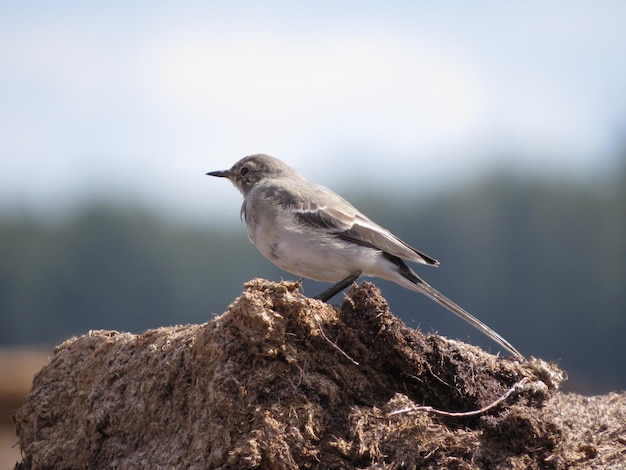 Natur und unglaublich schöne Vögel