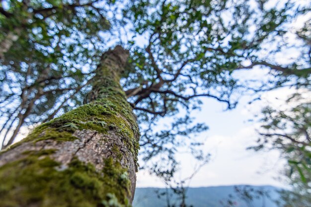 Natur und Wald