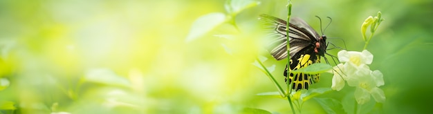 Foto natur von schmetterlingen und blumen im garten, die als hintergrund-schmetterlings-tages-deckblatt oder banner-vorlagen-broschüre-landing-page-tapetendesign verwendet werden