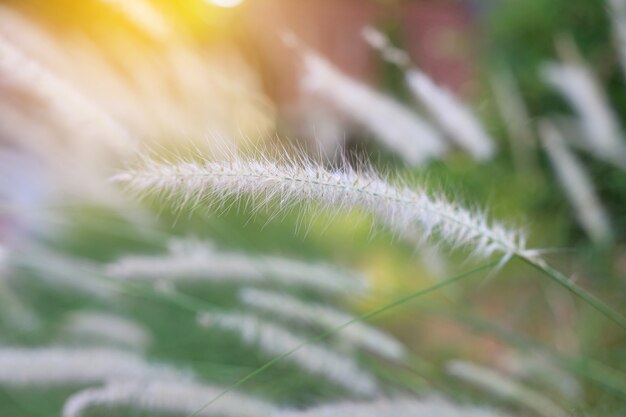 Natur wildes Gras Blume. Goldener Sonnenuntergang in der Natur. Geringe schärfentiefe.