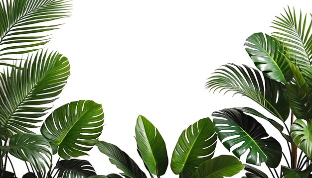 Naturais Fonte de fundo Folhas de plantas tropicais isoladas em branco