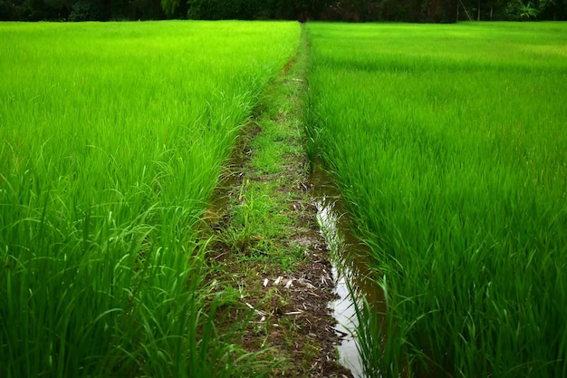 natural Los arrozales son arrozales verdes.