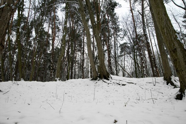 Foto natural bela paisagem de inverno