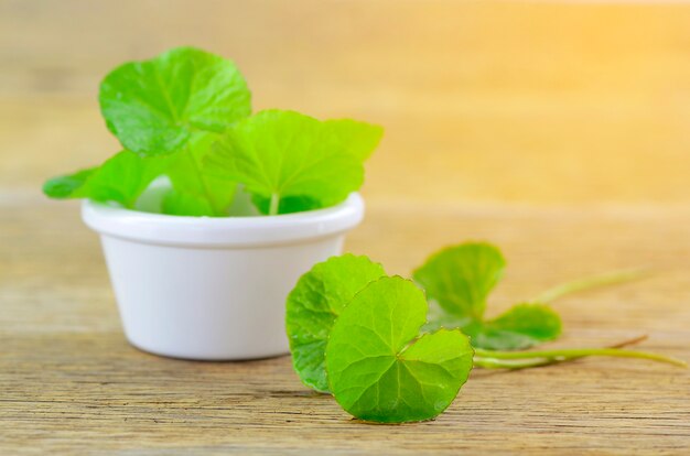 Natural Gotu-Kola deixa em pote branco