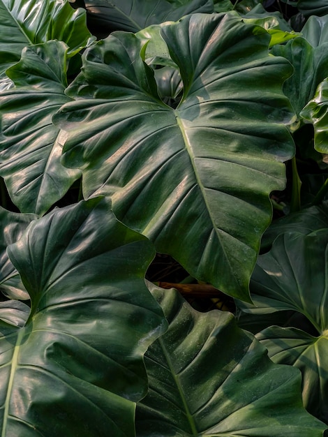 Natural philodendron gloriosum uma planta que tem folhas em forma de coração com veias de folhas claras