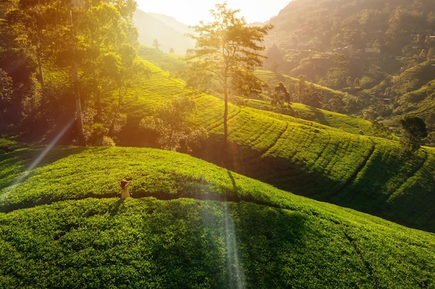 La naturaleza abraza la vista aérea de una terraza de té verde en Sri Lanka