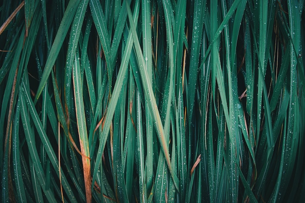 Naturaleza abstracta de la textura de la hoja de la hierba verde.