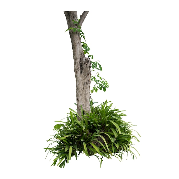 naturaleza de árboles verdes aislados en fondo blanco