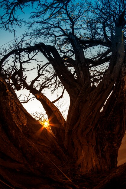 Naturaleza de arbusto de árbol