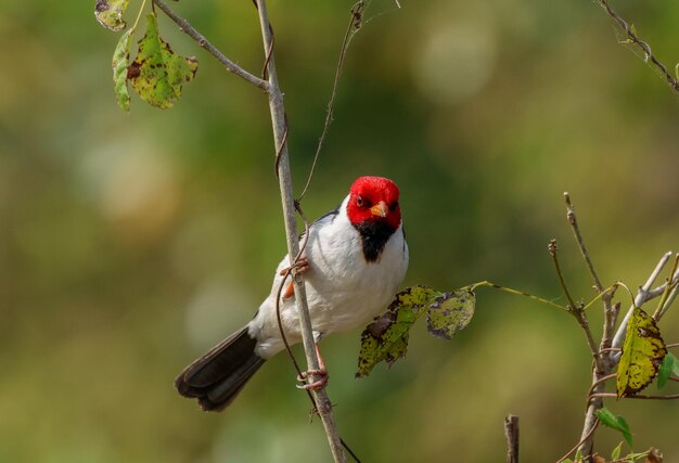 Foto naturaleza de las aves formosa argentina