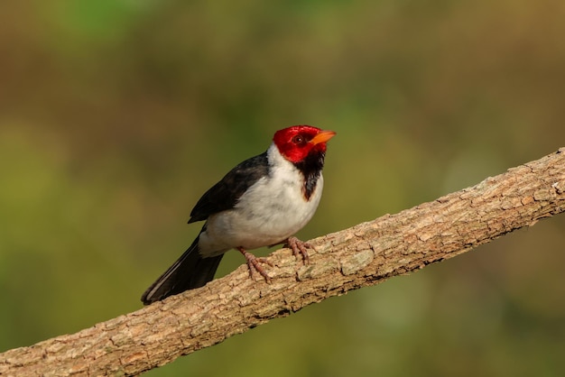 Foto naturaleza de las aves formosa argentina