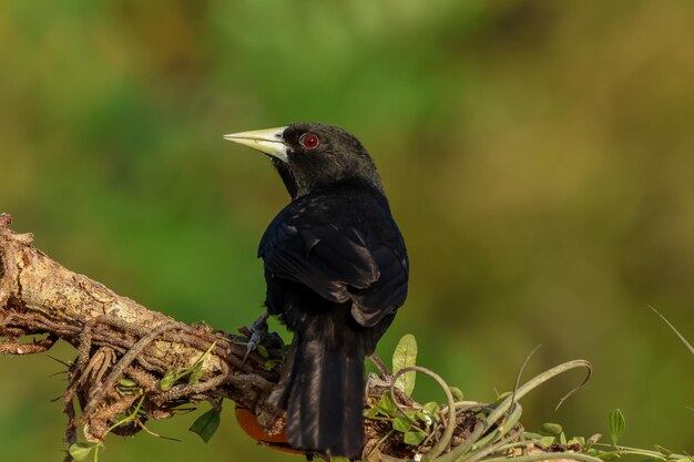 Foto naturaleza de las aves formosa argentina