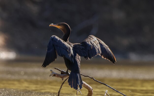 Foto naturaleza de las aves formosa argentina