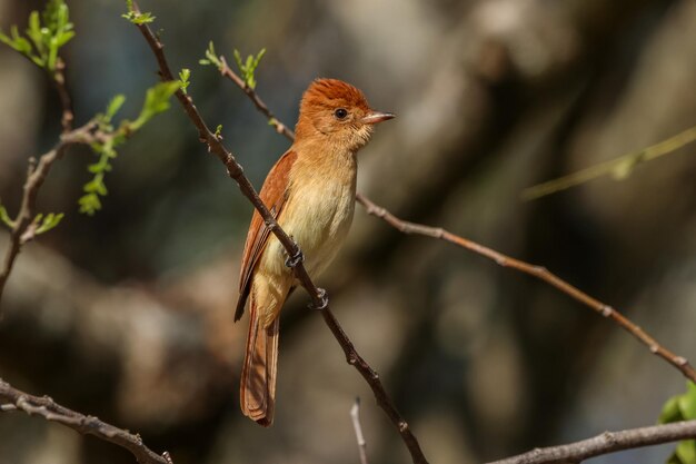 Naturaleza de las aves formosa argentina