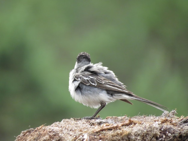 naturaleza y aves