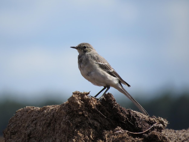 naturaleza y aves