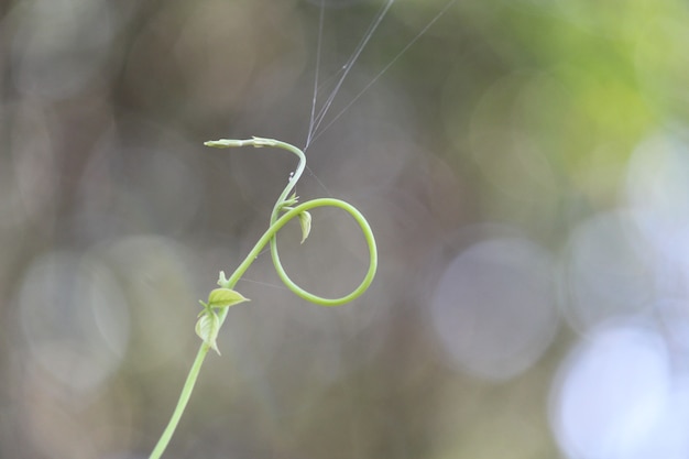 La naturaleza ayuda a crecer.