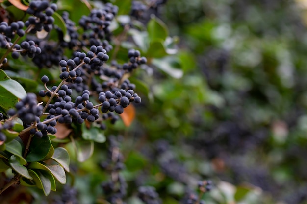 En la naturaleza, las bayas están maduras en ligustro ordinario ligustrum vulgare