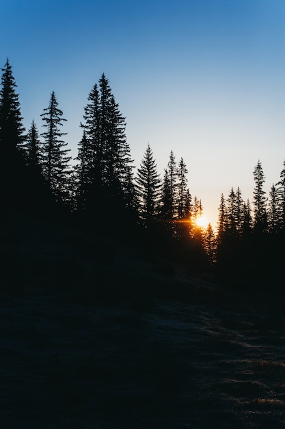 naturaleza, bosque, montañas y salida del sol