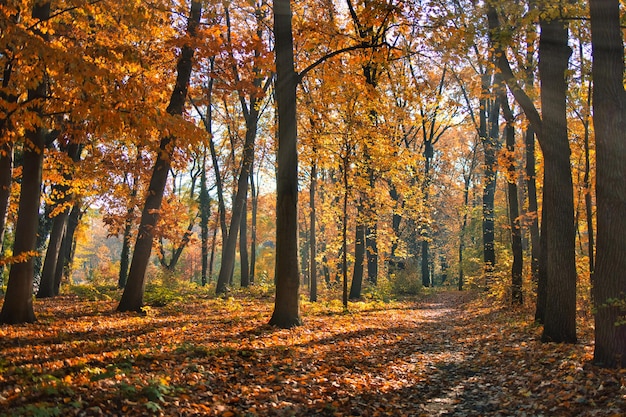 Naturaleza del bosque de otoño. Bosque colorido matutino vívido con rayos de sol, paisaje de hojas de árboles coloridos