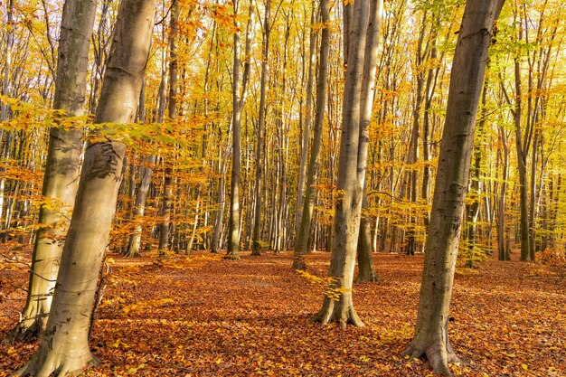 Naturaleza del bosque de otoño con hojas amarillas y nadie.