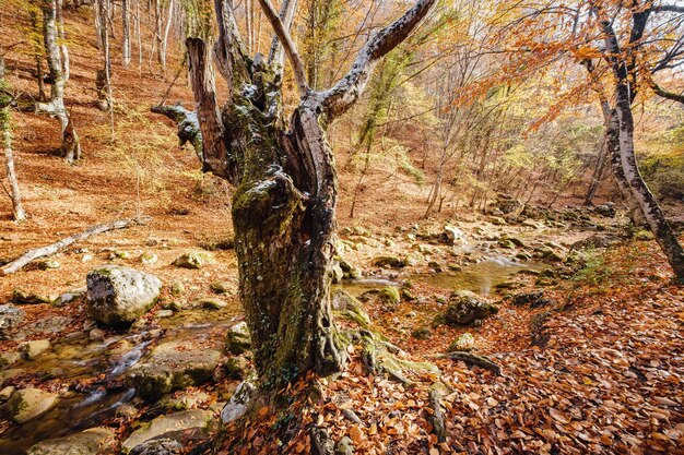 Naturaleza del bosque de otoño Mañana vívida en el bosque colorido