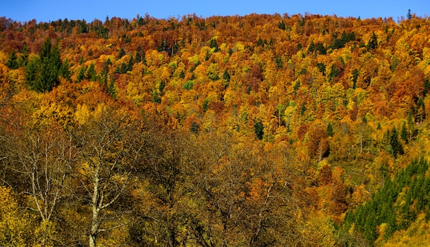 Naturaleza del bosque de otoño. Paisaje otoñal con árboles amarillos. Follaje colorido en el bosque.