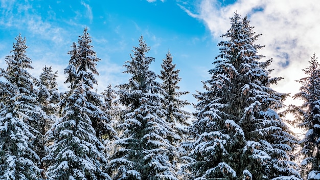 Naturaleza del bosque de pinos de invierno