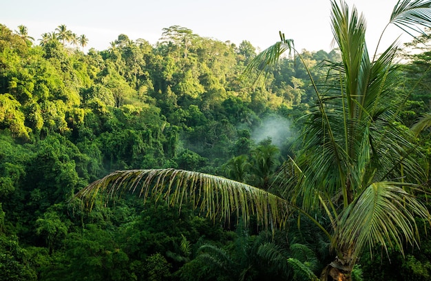 Naturaleza del bosque siempre verde tropical