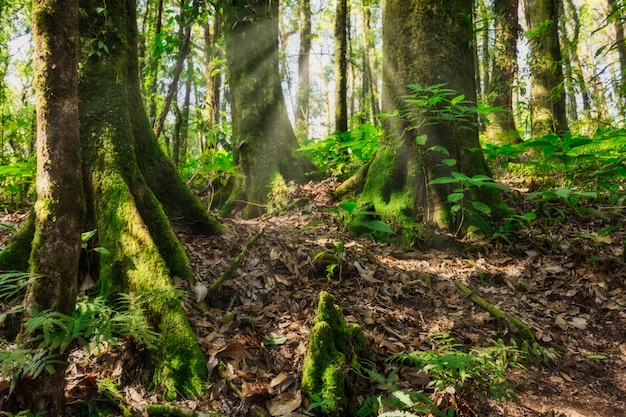 Naturaleza y bosque