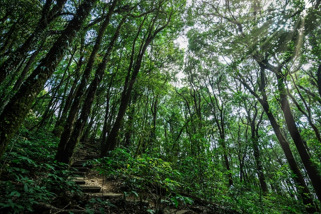 Naturaleza y bosque