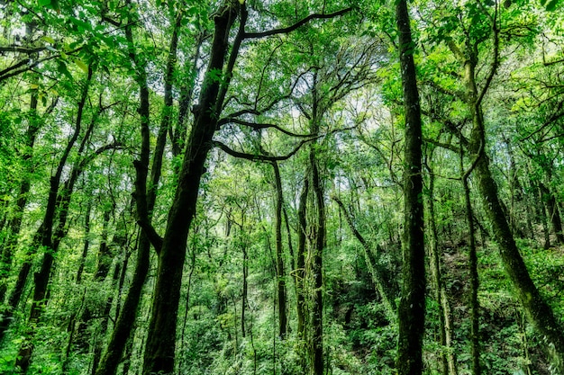 Foto naturaleza y bosque