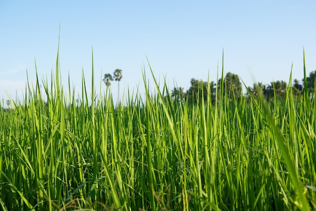 Naturaleza del campo de arroz en arrozal