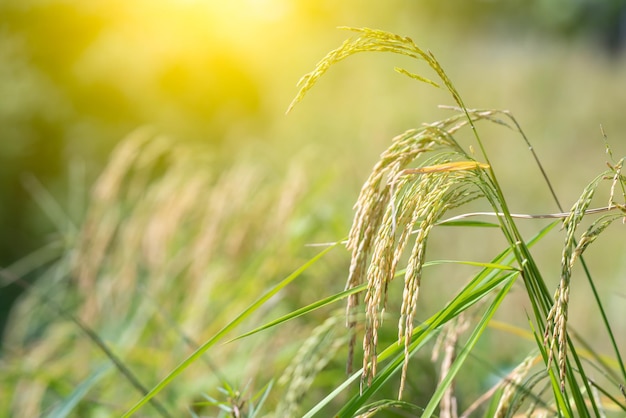 Naturaleza del campo de arroz en arrozal