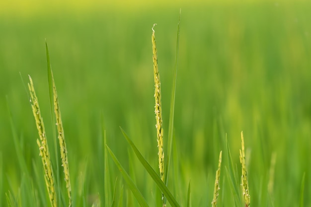 Naturaleza del campo de arroz en arrozal