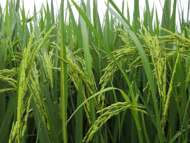 Naturaleza del campo de arroz en arrozal