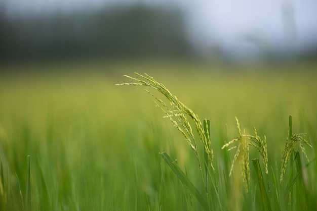 Naturaleza del campo de arroz en arrozal