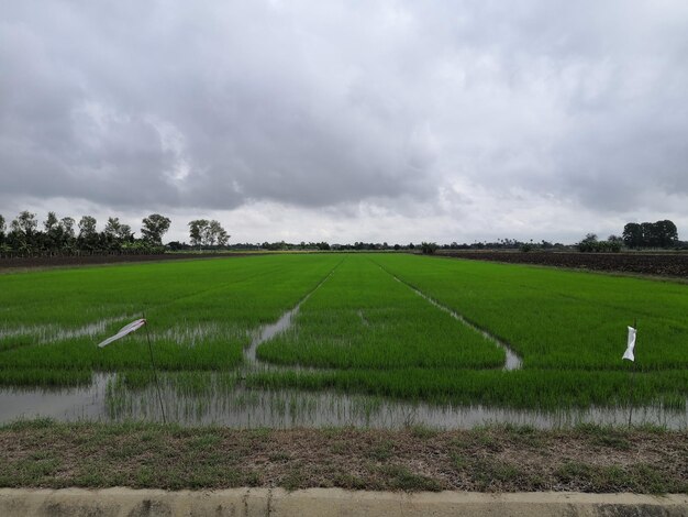 Naturaleza del campo de arroz en arrozal