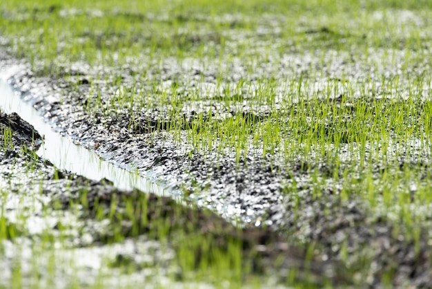 Naturaleza del campo de arroz en arrozal