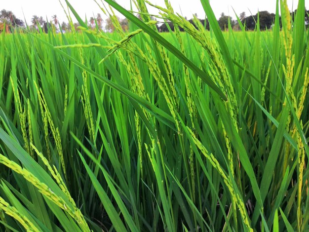 Foto naturaleza del campo de arroz en arrozal