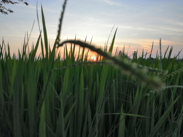 Foto naturaleza del campo de arroz en arrozal