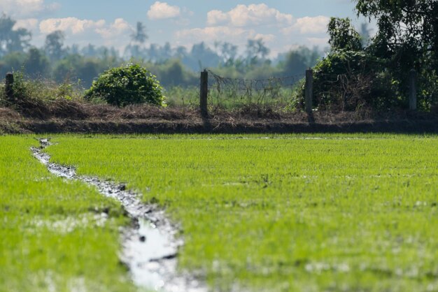 Foto naturaleza del campo de arroz en arrozal