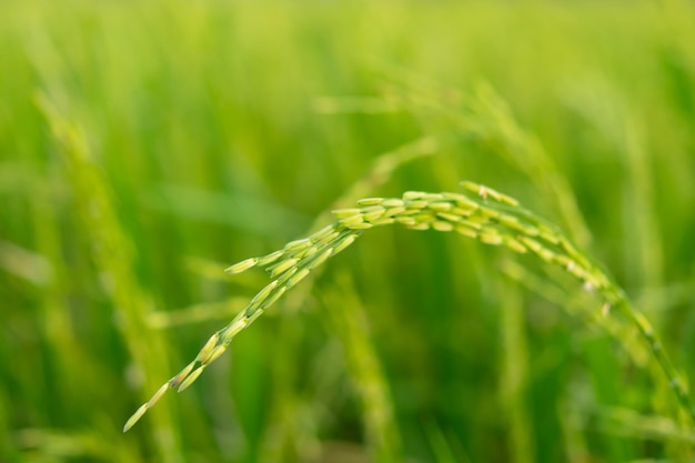 Naturaleza del campo de arroz en arrozal