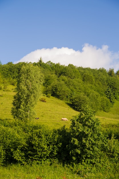 Naturaleza de los Cárpatos en verano